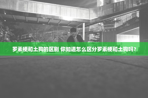 罗素梗和土狗的区别 你知道怎么区分罗素梗和土狗吗？
