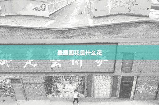 美国国花是什么花
