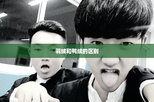 羽绒和鸭绒的区别