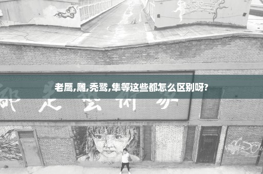老鹰,雕,秃鹫,隼等这些都怎么区别呀?