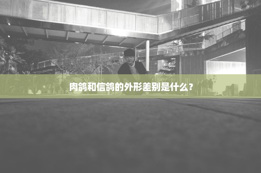 肉鸽和信鸽的外形差别是什么？