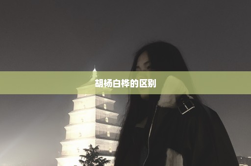 胡杨白桦的区别
