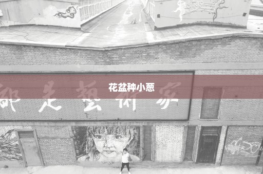 花盆种小葱