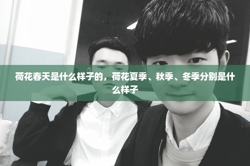 荷花春天是什么样子的，荷花夏季、秋季、冬季分别是什么样子