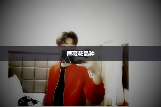 蔷薇花品种