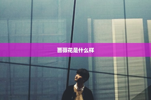 蔷薇花是什么样