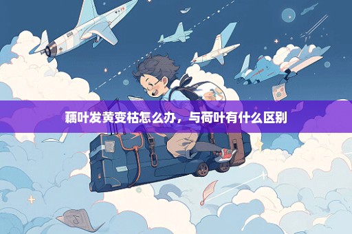 藕叶发黄变枯怎么办，与荷叶有什么区别
