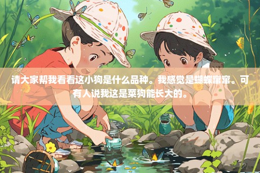 请大家帮我看看这小狗是什么品种。我感觉是蝴蝶窜窜。可有人说我这是菜狗能长大的。