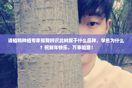 请植物种植专家帮我辨识此树属于什么品种，学名为什么？祝新年快乐，万事如意！