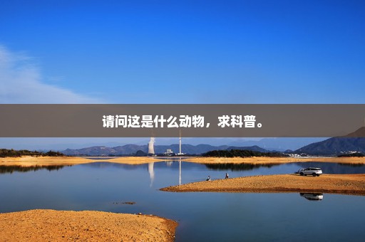 请问这是什么动物，求科普。