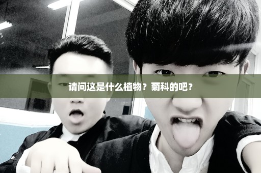 请问这是什么植物？菊科的吧？