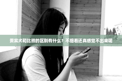 贵宾犬和比熊的区别有什么？不细看还真感觉不出来呢