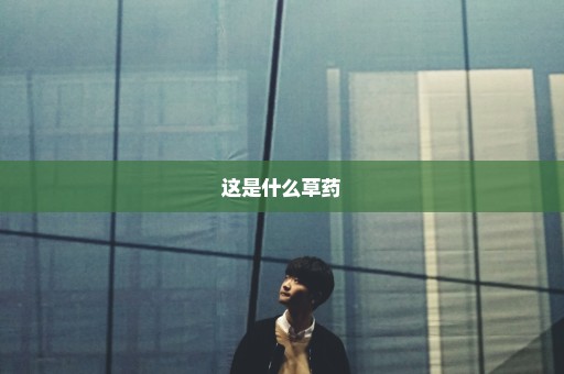 这是什么草药