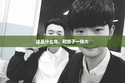 这是什么鸟，和鸽子一样大