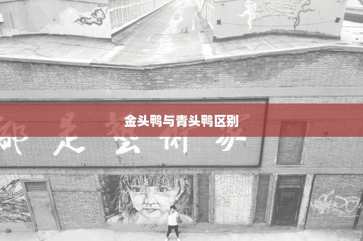 金头鸭与青头鸭区别