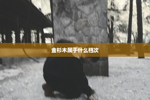 金杉木属于什么档次