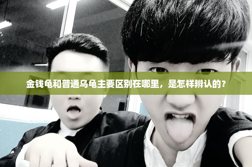 金钱龟和普通乌龟主要区别在哪里，是怎样辨认的？