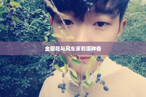 金银花与风车茉莉哪种香