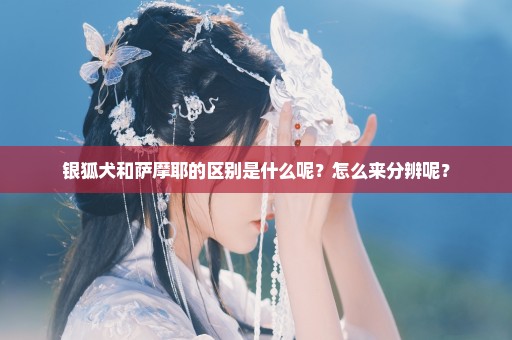 银狐犬和萨摩耶的区别是什么呢？怎么来分辨呢？