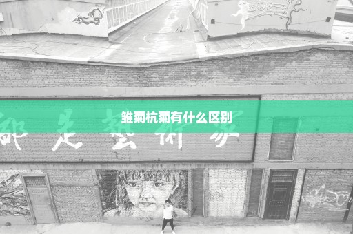 雏菊杭菊有什么区别
