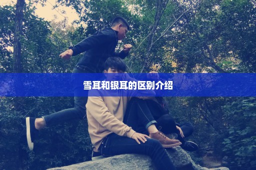 雪耳和银耳的区别介绍