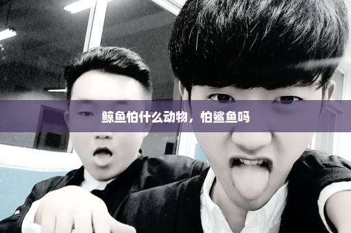 鲸鱼怕什么动物，怕鲨鱼吗