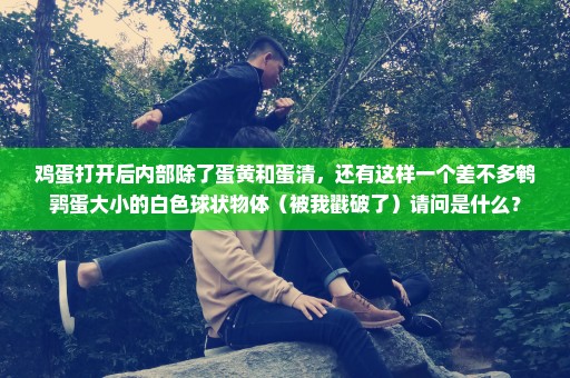 鸡蛋打开后内部除了蛋黄和蛋清，还有这样一个差不多鹌鹑蛋大小的白色球状物体（被我戳破了）请问是什么？
