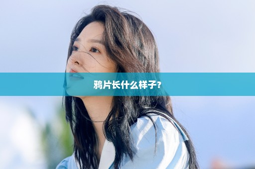 鸦片长什么样子？
