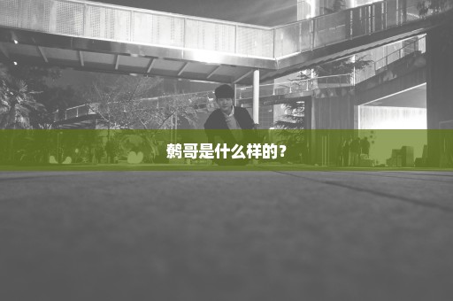 鹩哥是什么样的？
