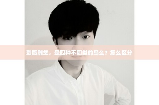 鹫鹰雕隼，是四种不同类的鸟么？怎么区分
