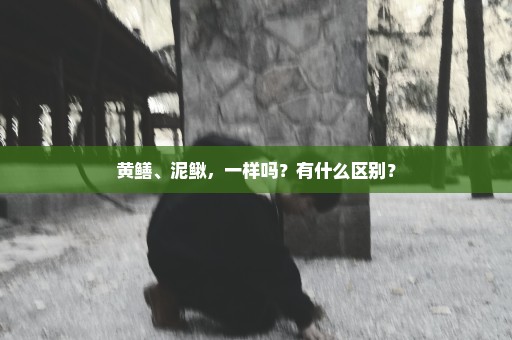 黄鳝、泥鳅，一样吗？有什么区别？