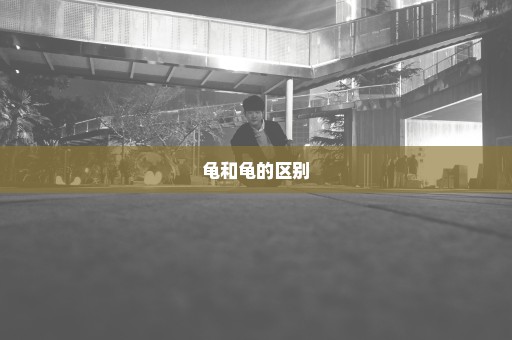 龟和龟的区别