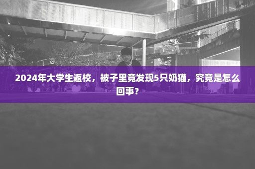 2024年大学生返校，被子里竟发现5只奶猫，究竟是怎么回事？